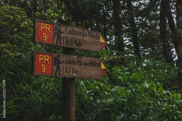 Obraz Forest - levada