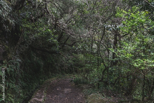 Obraz Forest - levada