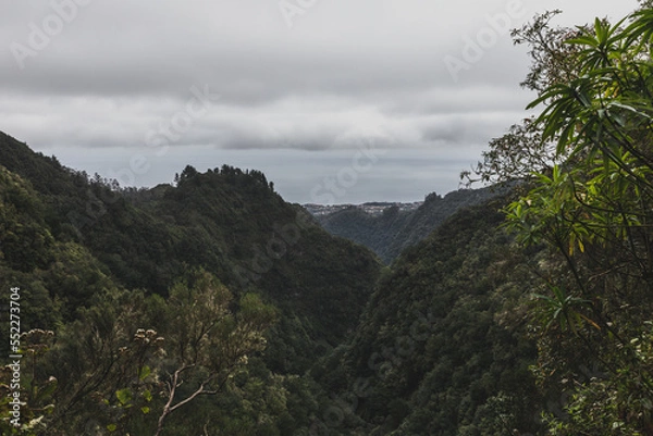 Obraz Forest - levada