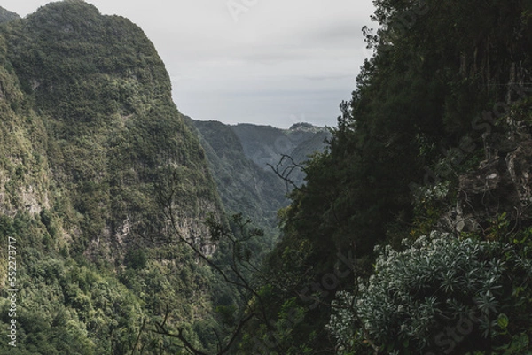 Obraz Forest - levada