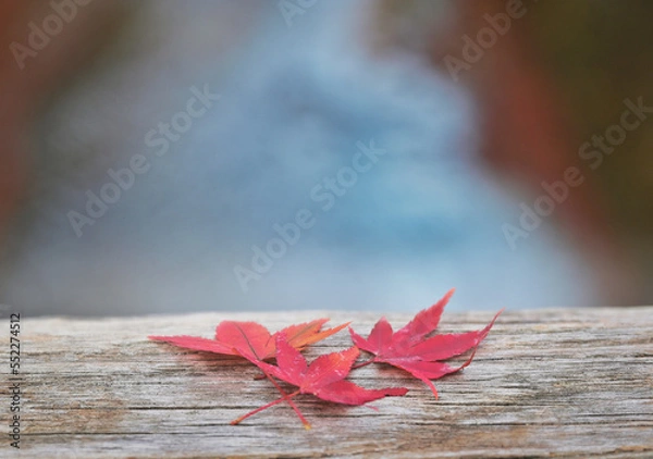 Obraz 紅葉と落ち葉