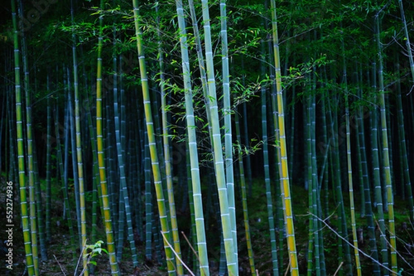 Obraz 竹林　京都