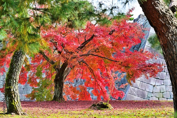 Obraz 紅葉　日本庭園