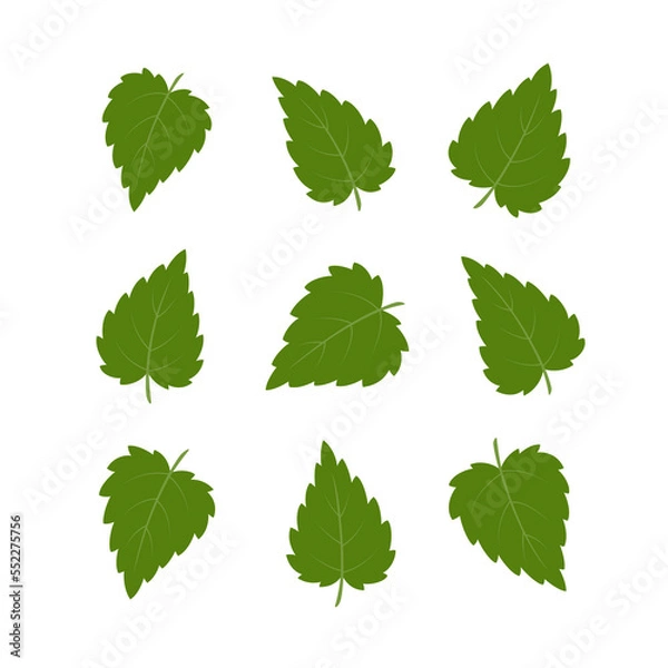 Fototapeta Nettle leaves. Set of green leaves isolated on white background. Vector illustration.	