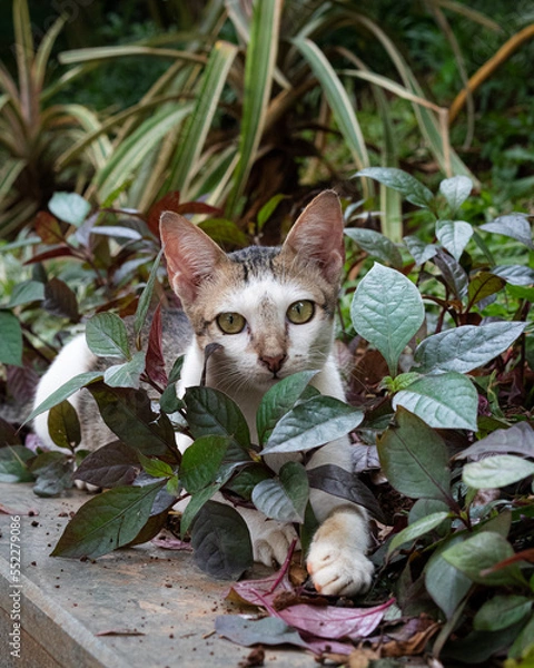 Obraz cat in the garden