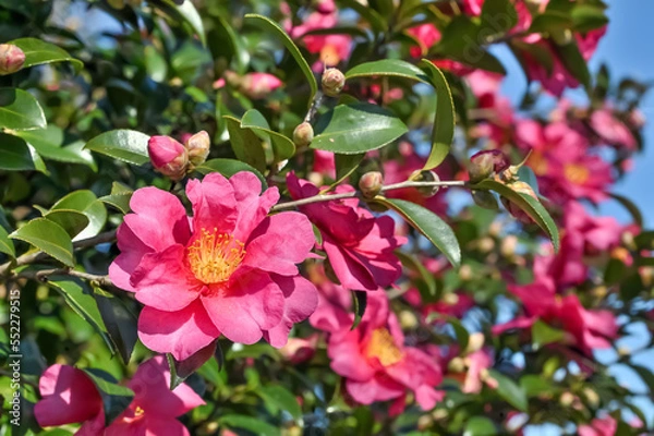 Obraz サザンカの花