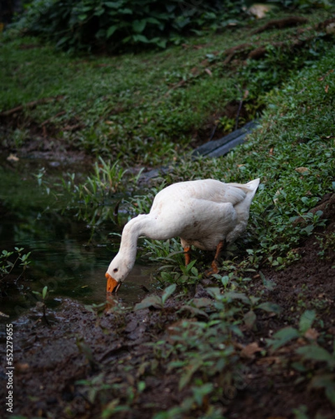Obraz white goose in a pond