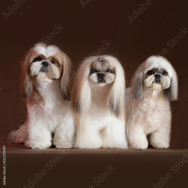 Obraz 3 shitzu in front camera