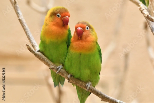 Obraz 仲良く寄り添うインコ