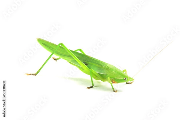 Fototapeta green cricket