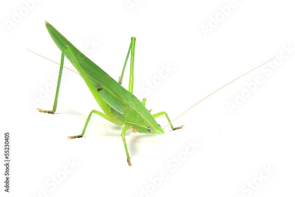Fototapeta green cricket