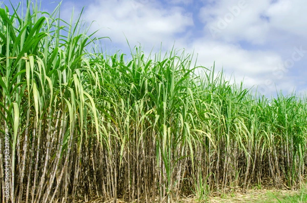 Obraz the sugar cane fields are lush with blue sky and clouds