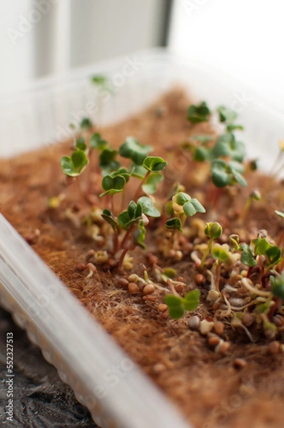 Fototapeta micro-green sprouts of cross-lettuce in a container in a vertical format