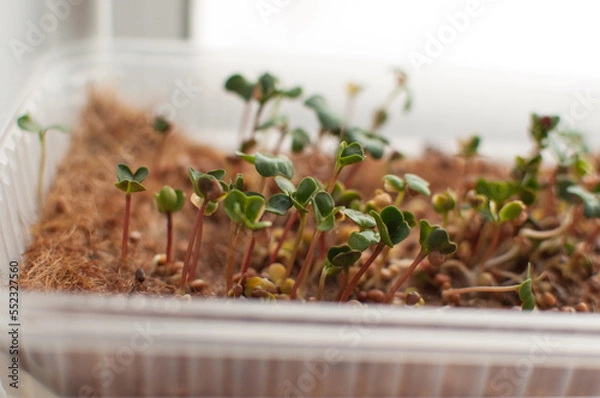 Fototapeta micro-green cross-lettuce sprouts in a container