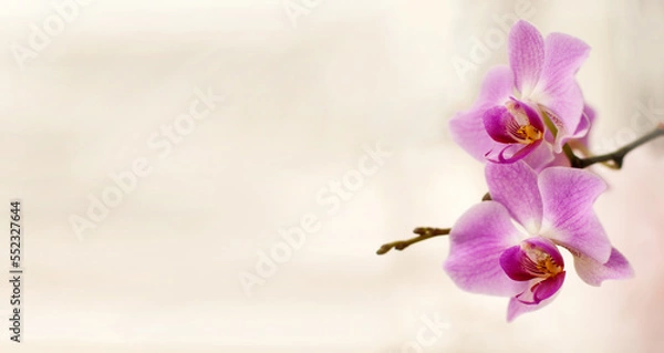Fototapeta pink orchid flowers on a white blurred background with a place for text in the form of a banner