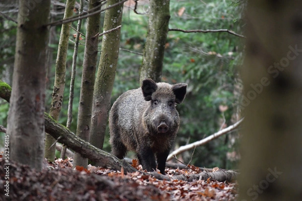 Fototapeta Wildschwein im Wald