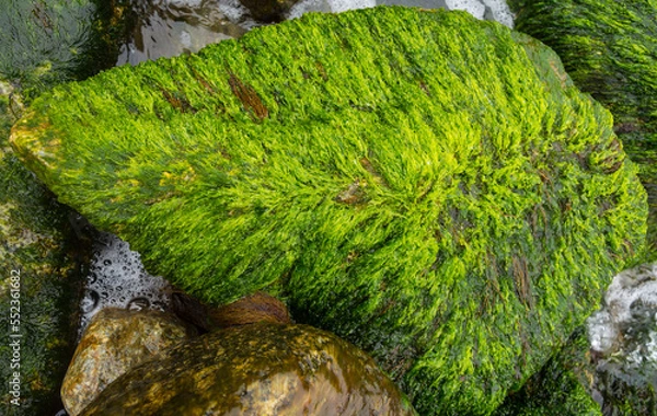 Fototapeta Rock texture for background