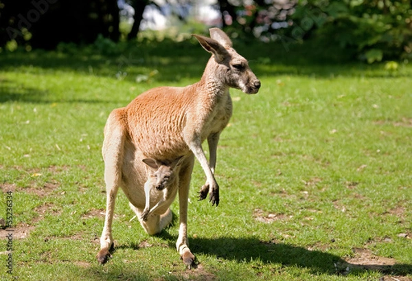 Obraz Kangaroo