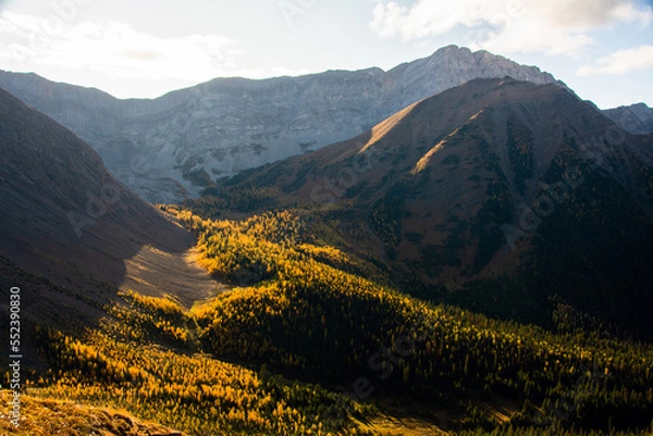 Obraz Mountain landscape with yellow larches in fall