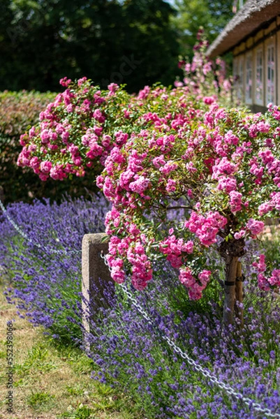 Obraz flowers in the garden