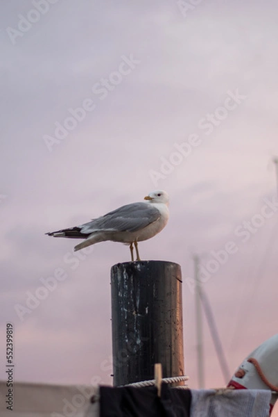 Obraz seagull on a post