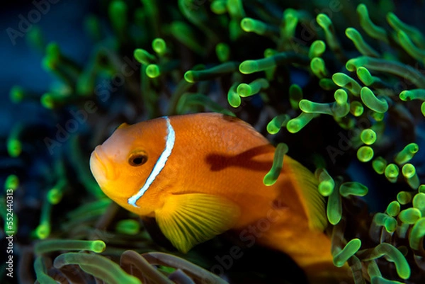 Fototapeta A Clownfish in a green anemone coral in the waters outside Dhigurah island in the Maldives