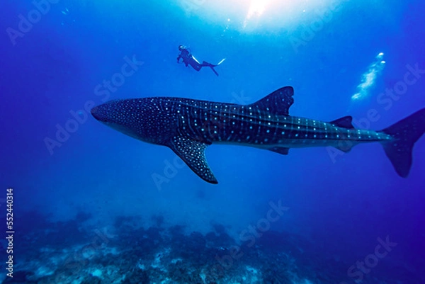 Fototapeta Whaleshark and diver