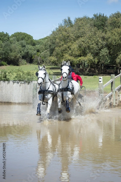 Fototapeta Horse Driving (doubles)