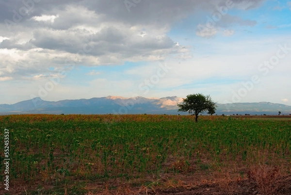 Fototapeta landscape with a tree
