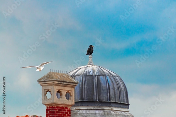 Fototapeta cormorant and seagull