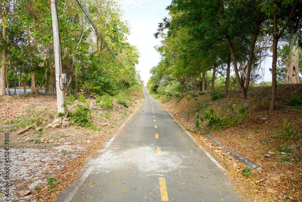 Fototapeta Natural forest with path