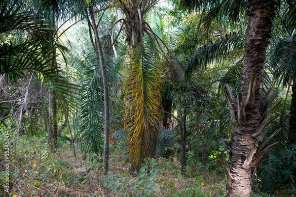 Fototapeta Natural forest