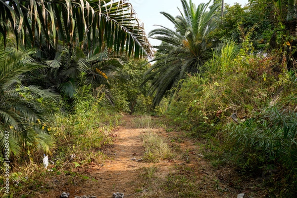 Fototapeta Natural forest