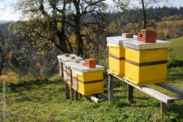 Obraz Close up of flying bees. Wooden beehive and bees.
