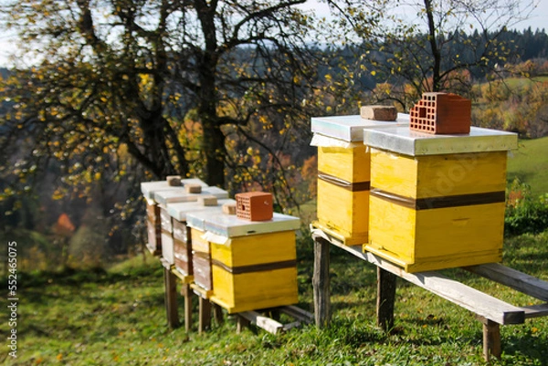 Obraz Close up of flying bees. Wooden beehive and bees.
