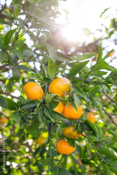 Fototapeta oranges on tree