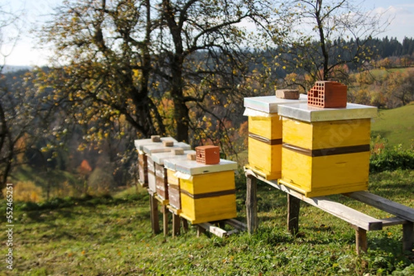 Obraz Close up of flying bees. Wooden beehive and bees.
