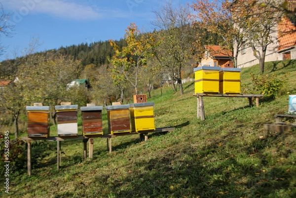 Obraz Close up of flying bees. Wooden beehive and bees.
