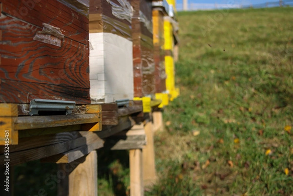 Obraz Close up of flying bees. Wooden beehive and bees.
