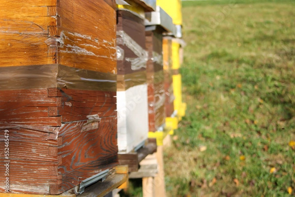 Obraz Close up of flying bees. Wooden beehive and bees.
