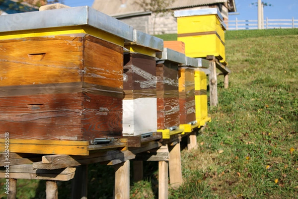 Obraz Close up of flying bees. Wooden beehive and bees.
