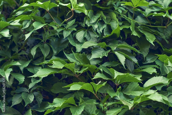 Obraz Parthenocissus leaves green natural background. Green grape leaves on the wall close-up. Wild grapes.