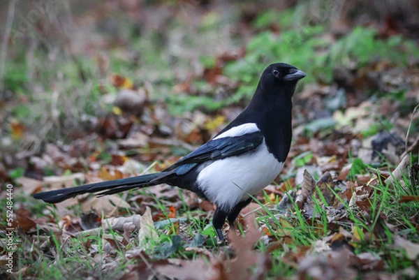 Fototapeta Close-up picture of a Magpie