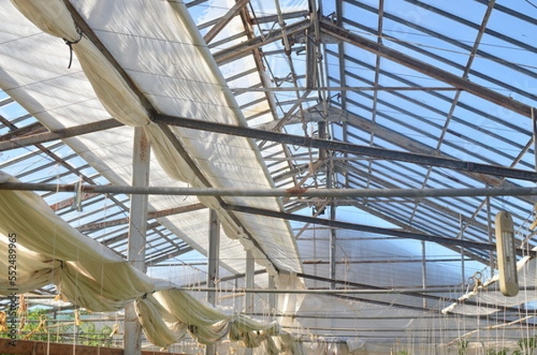 Obraz Greenhouse roof on a sunny day.With open curtains. ビニールハウス