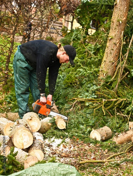 Fototapeta Woodcutter in action in denmark
