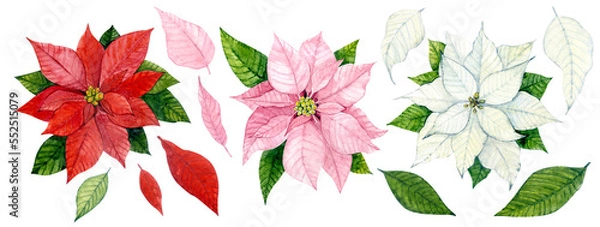 Obraz Clipart Poinsettia. Watercolor illustration. Winter Christmas flowers. Poinsettia of different colors: red, pink, white. For the design of postcards, packaging, websites, stickers, etc.
