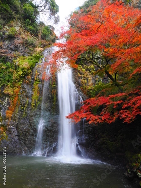 Obraz 箕面大滝と紅葉