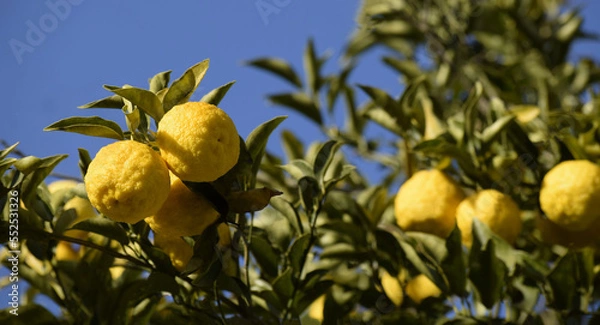 Obraz 青空と柚子の実のフレーム、畑のユズ