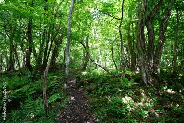 Fototapeta vines and old trees in spring forest