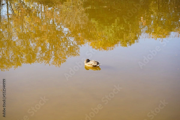 Obraz Female mallard resting in a pond. Duck in water. Beauty in nature.